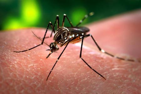 kako oterati komarce