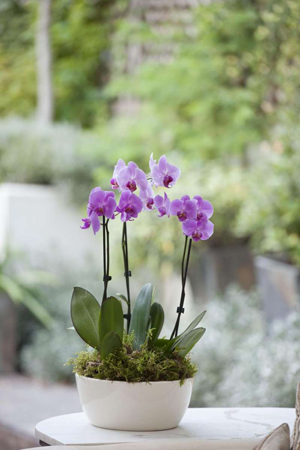 moljac orhideja