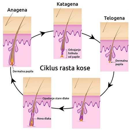 ciklus rasta dlake