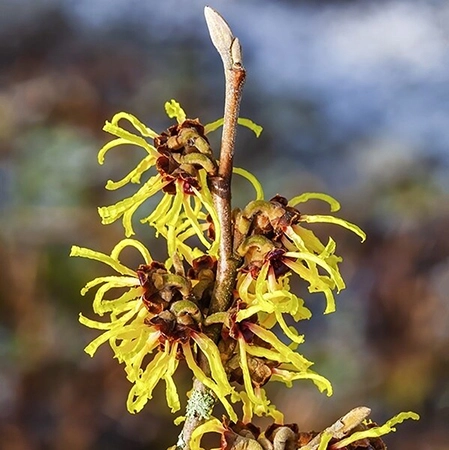 hamamelis