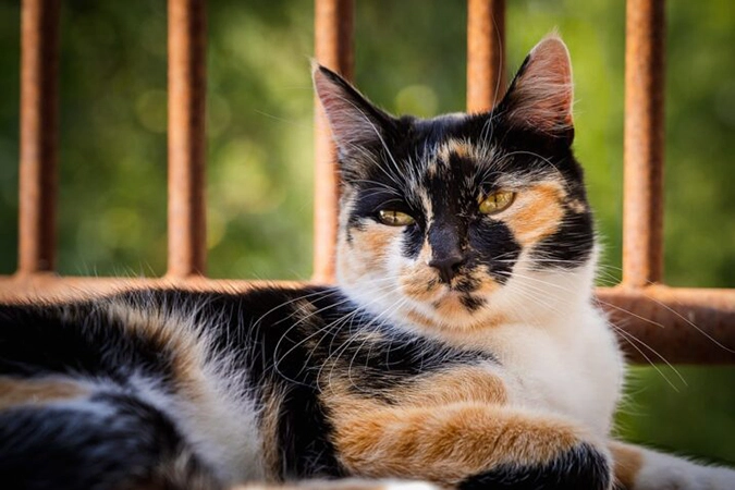  calico macka